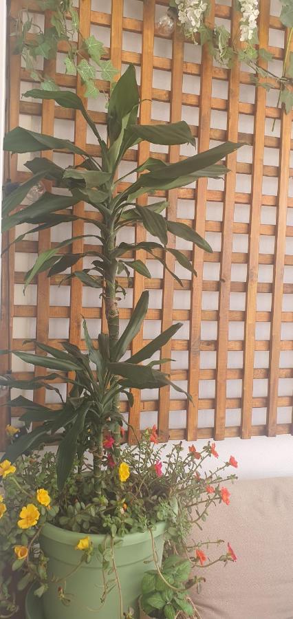 Stefaris "Koutsou Court 105" Apartment Larnaca Ngoại thất bức ảnh